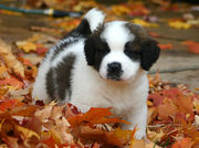 kc lovely and chaeming st bernards puppies for free adoption